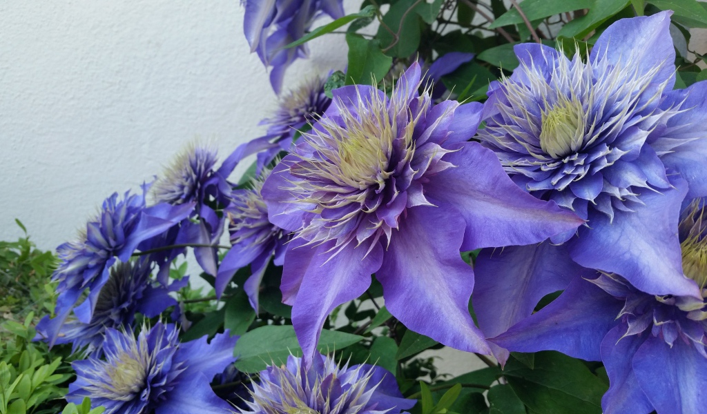 Красивые фиолетовые цветы клематиса