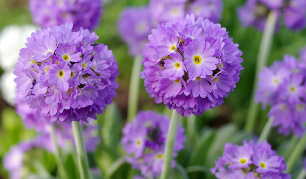 Красивые фиолетовые цветы первоцвет мелкозубчатый