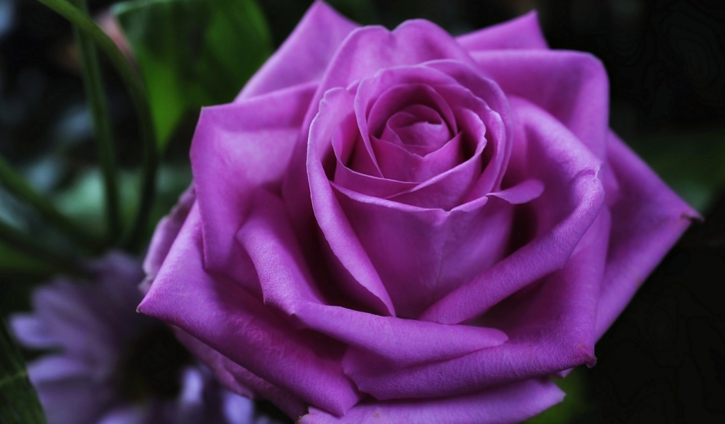Красивая фиолетовая роза крупным планом