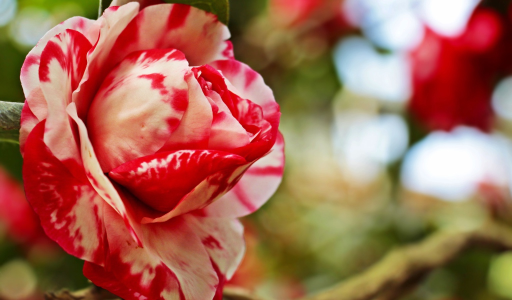 Красивый красно-белый цветок камелии