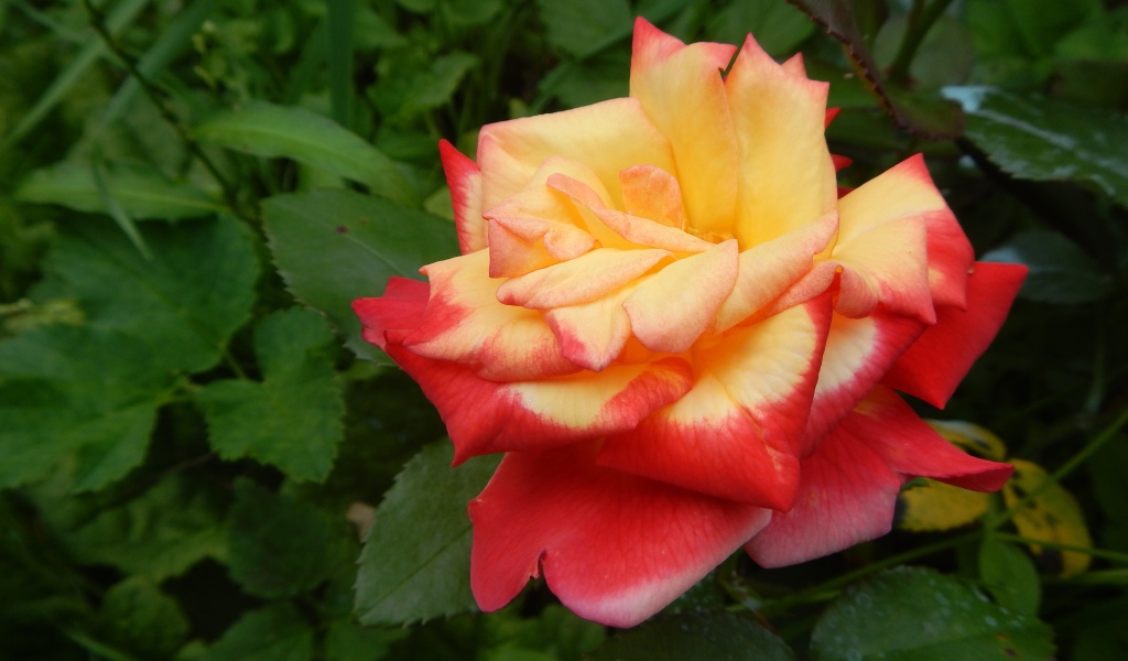 Красивая красно-желтая роза на клумбе крупным планом