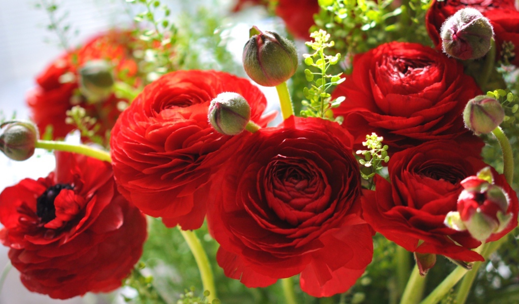 Красивые красные лютики крупным планом 