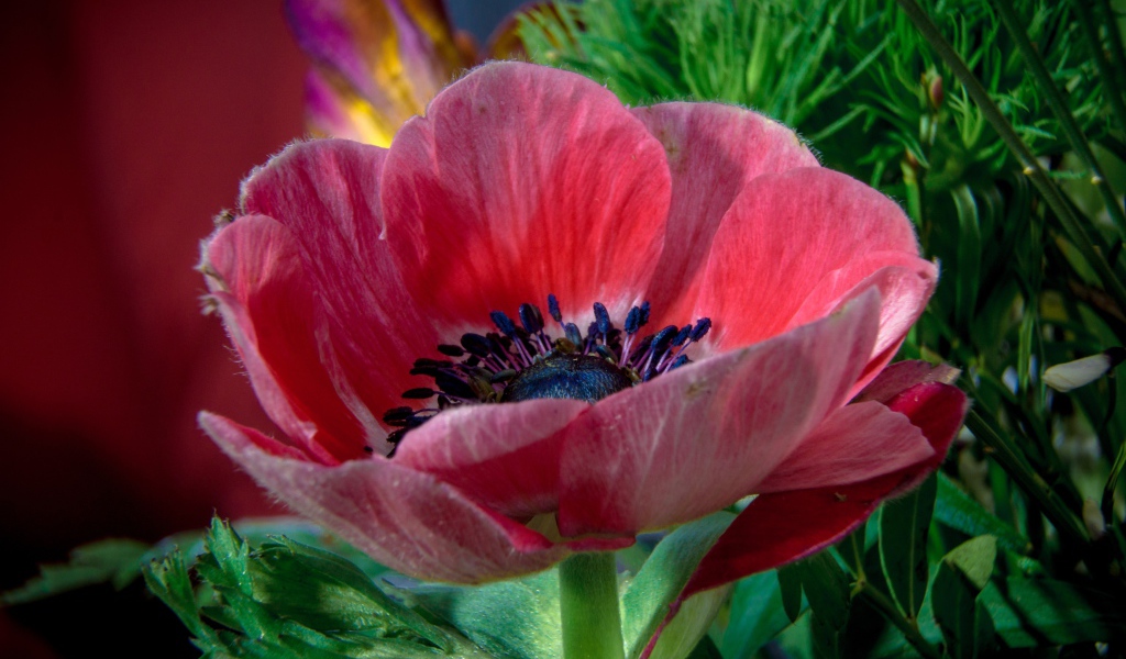 Красивый красный цветок декоративного мака