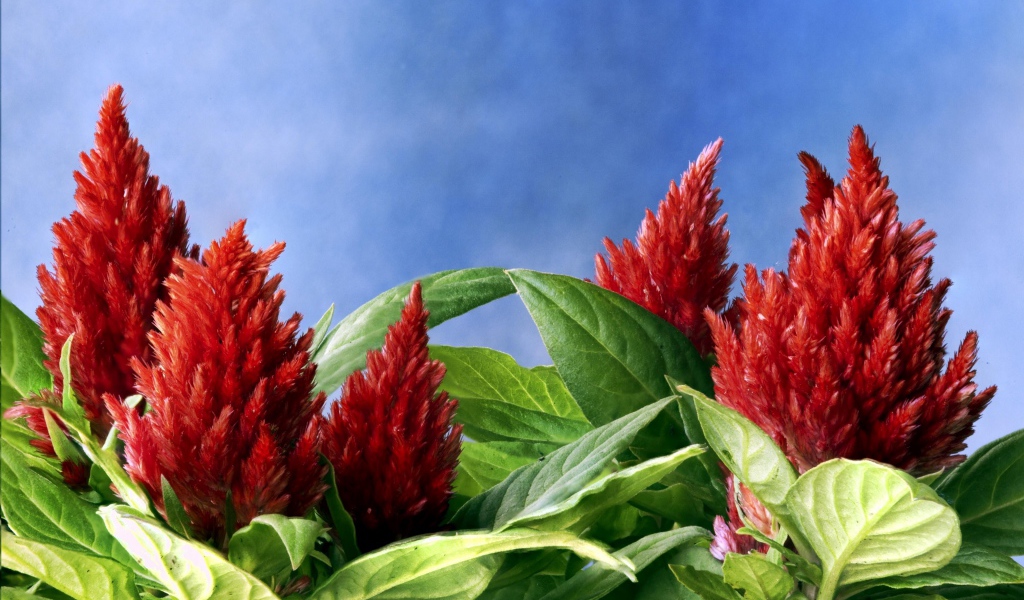 Красивые красные цветы амаранты на голубом фоне