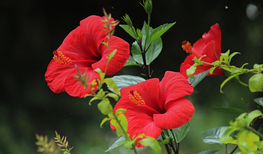 Красивые красные цветы гибискуса с зелеными листьями