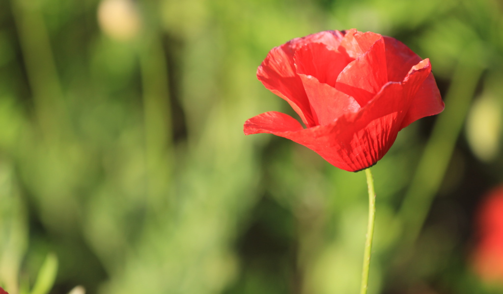 Красивый красный полевой мак крупным планом 