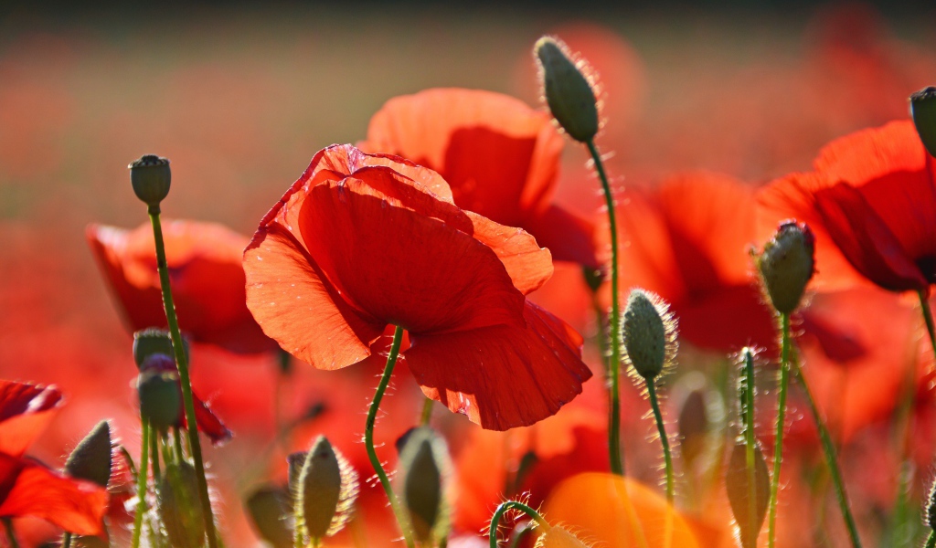 Красивый красный мак в лучах солнца