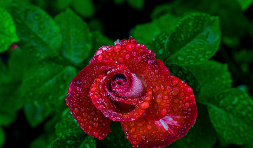 Красивая красная роза в каплях росы вид сверху 