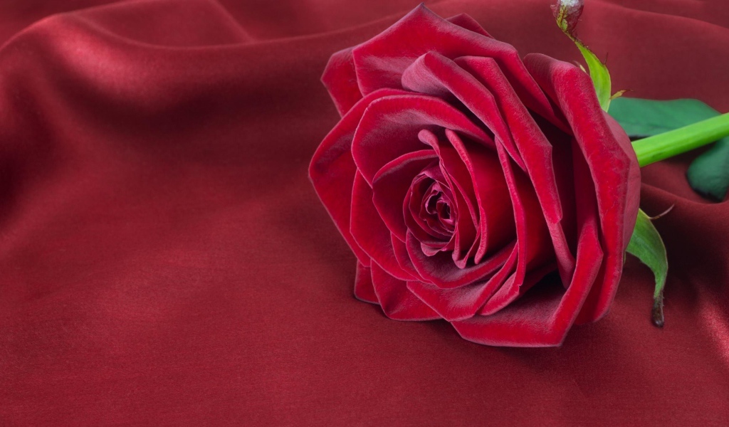 Красивая красная роза лежит на красной ткани