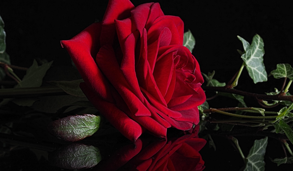 Красивая красная роза отражается в черной поверхности 