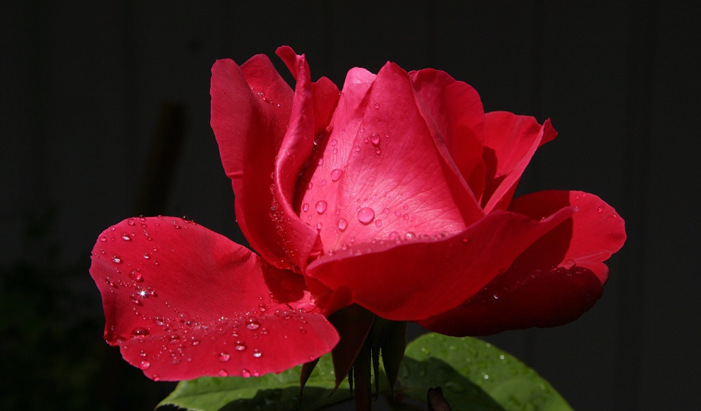 Красивая красная роза с росой на лепестках крупным планом