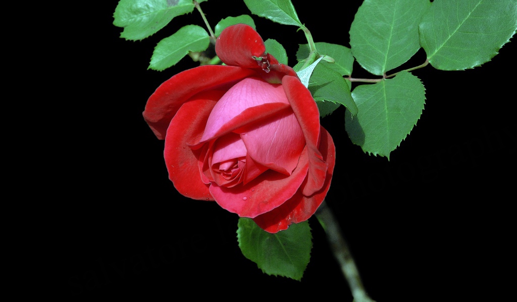 Красивая красная роза с зелеными листьями на черном фоне
