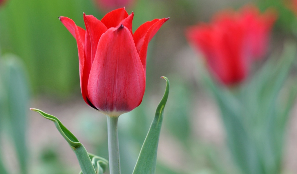 Красивый красный тюльпан крупным планом 