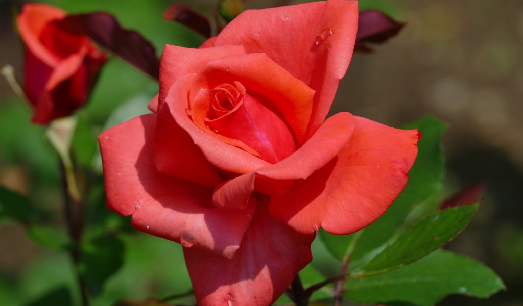 Красивый цветок розы с бутонами крупным планом