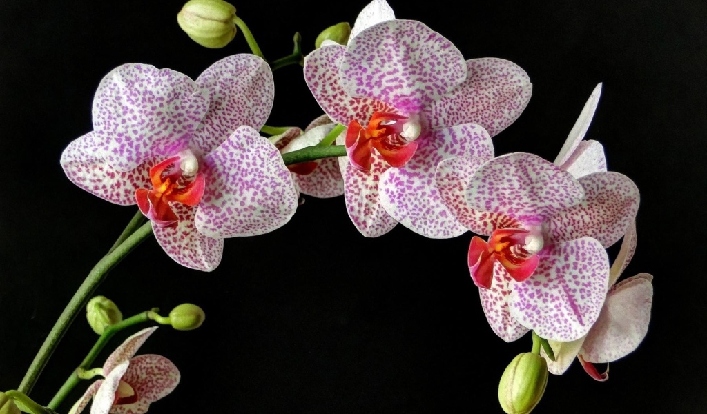 Красивые пятнистые орхидеи на черном фоне 