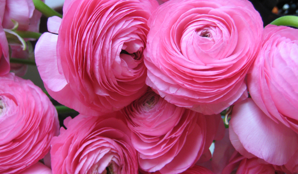 Красивые нежные розовые лютики крупным планом