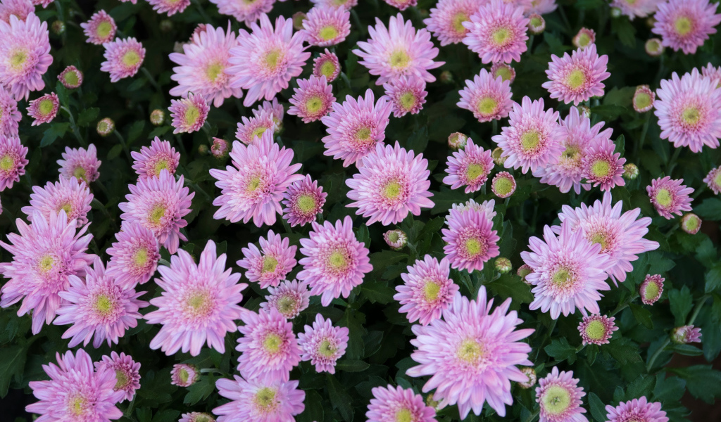 Beautiful tender pink garden chrysanthemum flowers