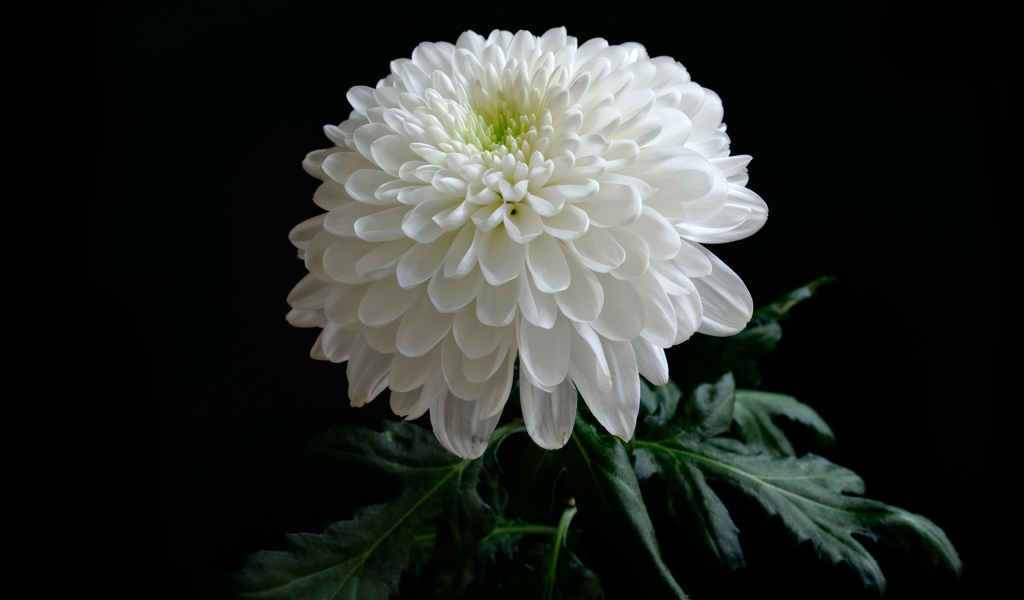 Красивая нежная белая хризантема на черном фоне