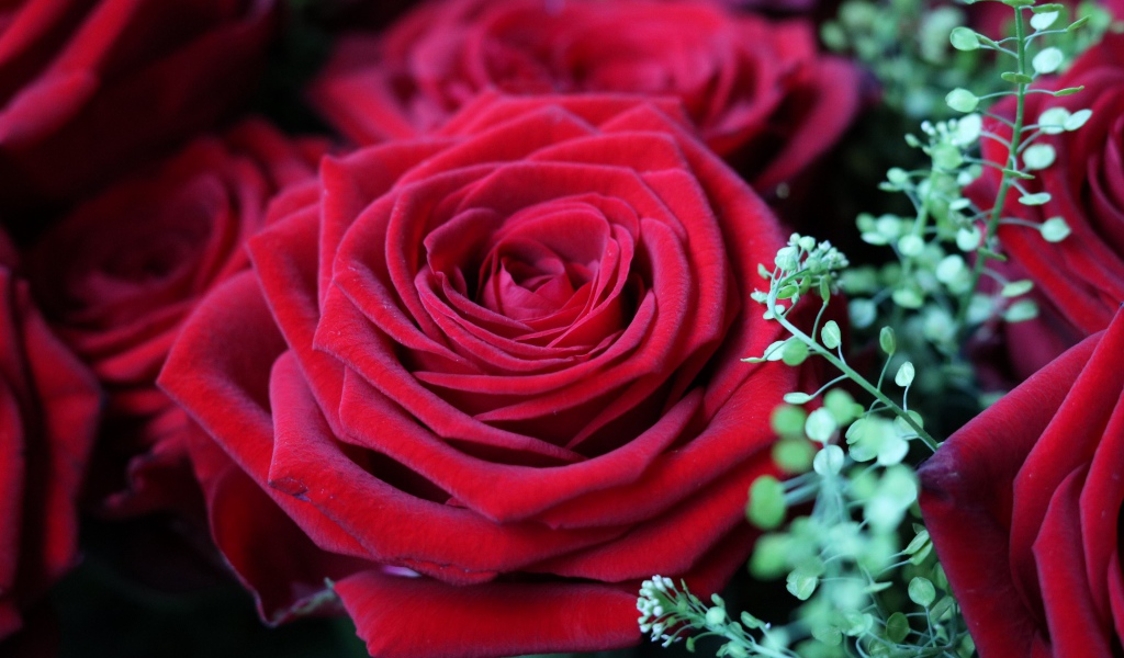 Красивые бархатные красные розы крупным планом