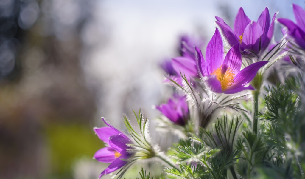 Красивые фиолетовые цветы прострел в лучах солнца