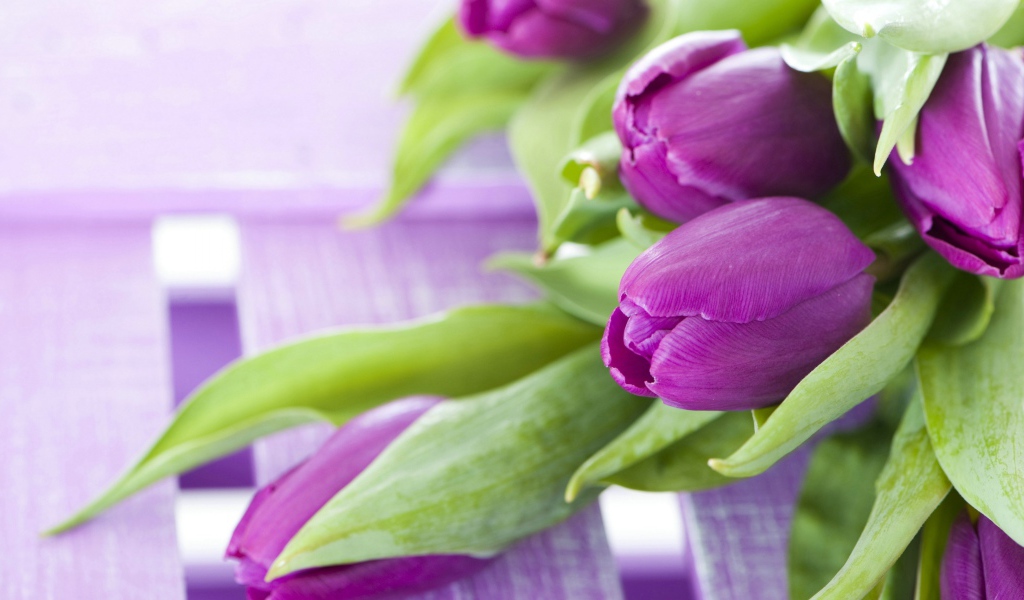 Красивые фиолетовые тюльпаны с зелеными листьями