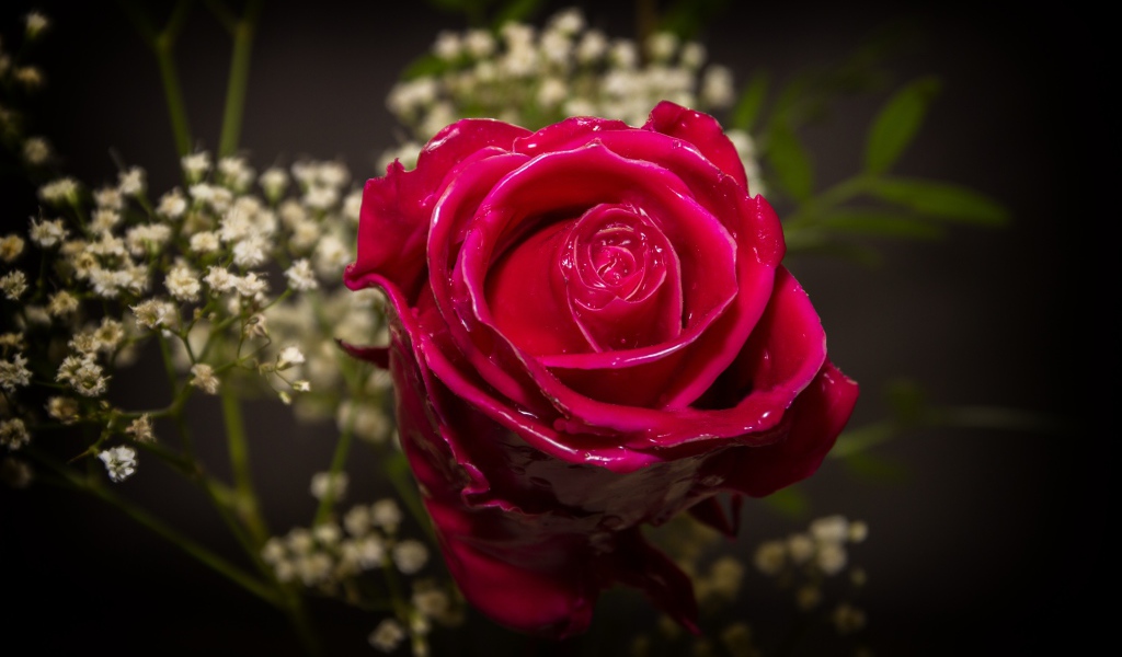 Красивая мокрая красная роза с белыми цветами