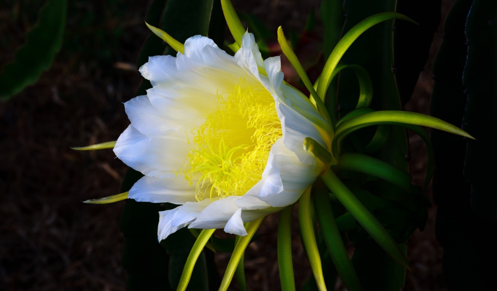 Красивый белый цветок кактуса