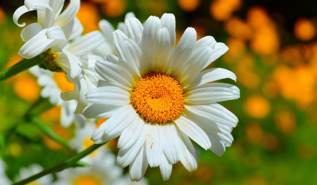 Красивые белые ромашки в лучах солнца