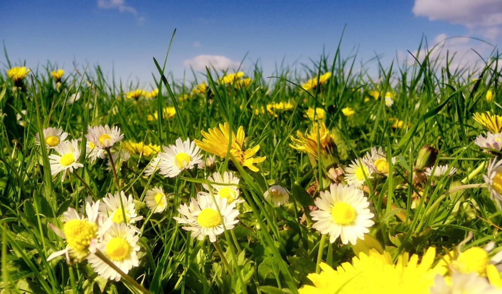 Красивые белые ромашки с одуванчиками в зеленой траве