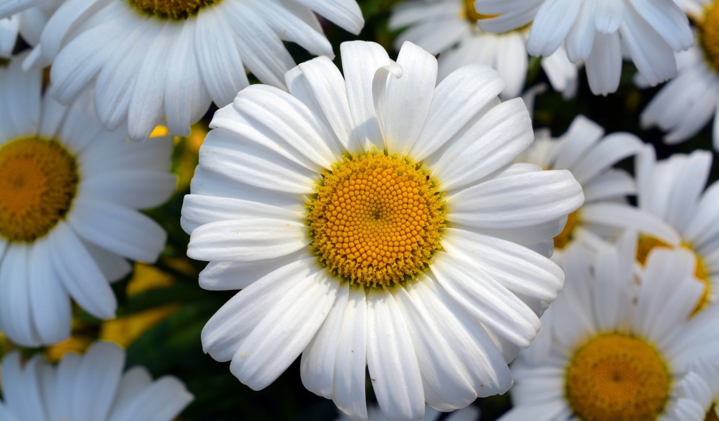 Красивые белые ромашки с желтыми серединками крупным планом