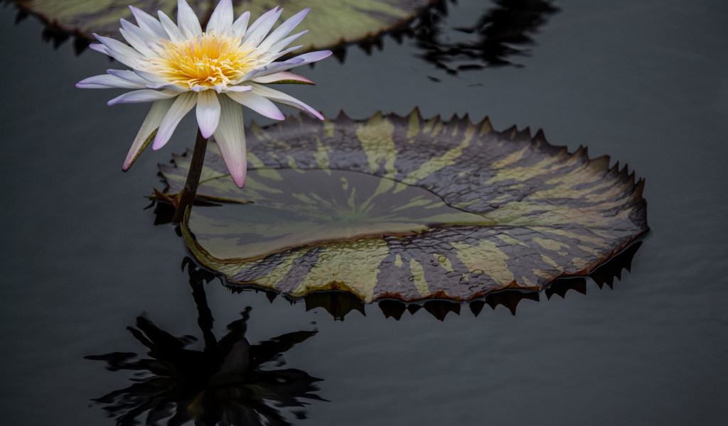 Красивый белый цветок водяной лилии в воде 