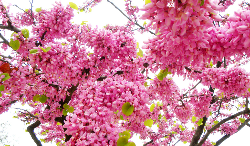 Красивые с розовыми цветами ветки дерева весной