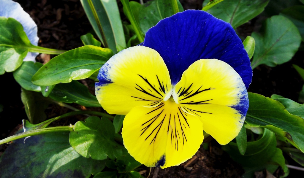 Красивый желто - голубой цветок анютины глазки крупным планом