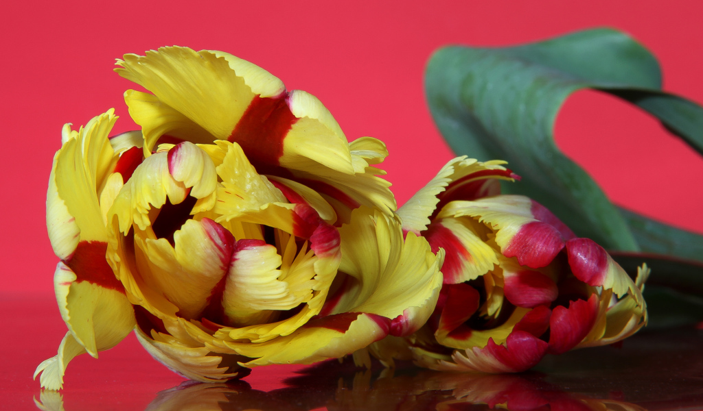 Красивый желто - красный тюльпан на розовом фоне