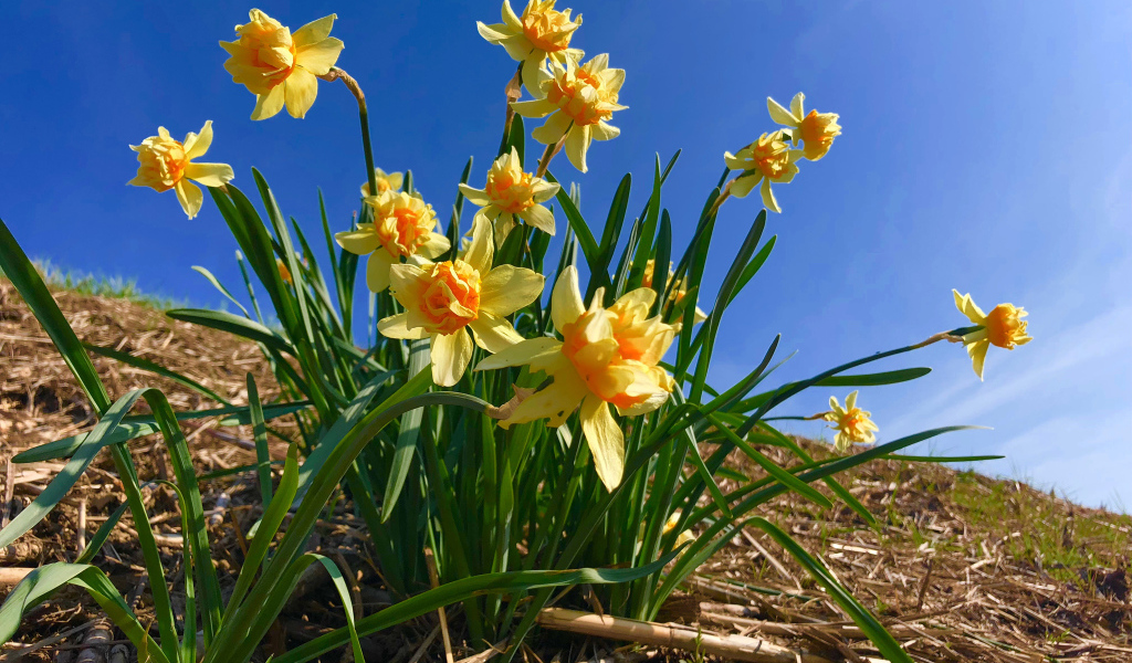 Красивые желтые нарциссы на фоне голубого неба