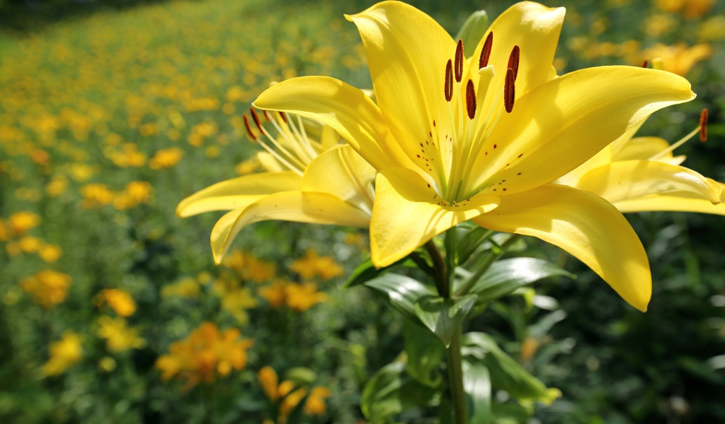 Красивая желтая лилия на клумбе в лучах солнца 