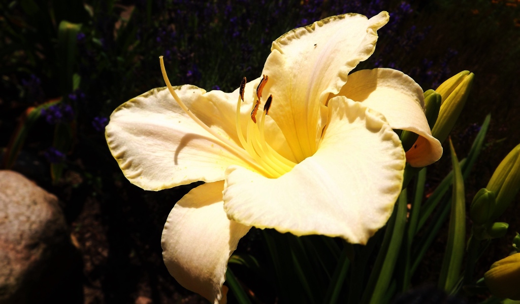 Красивая желтая лилия с бутонами крупным планом