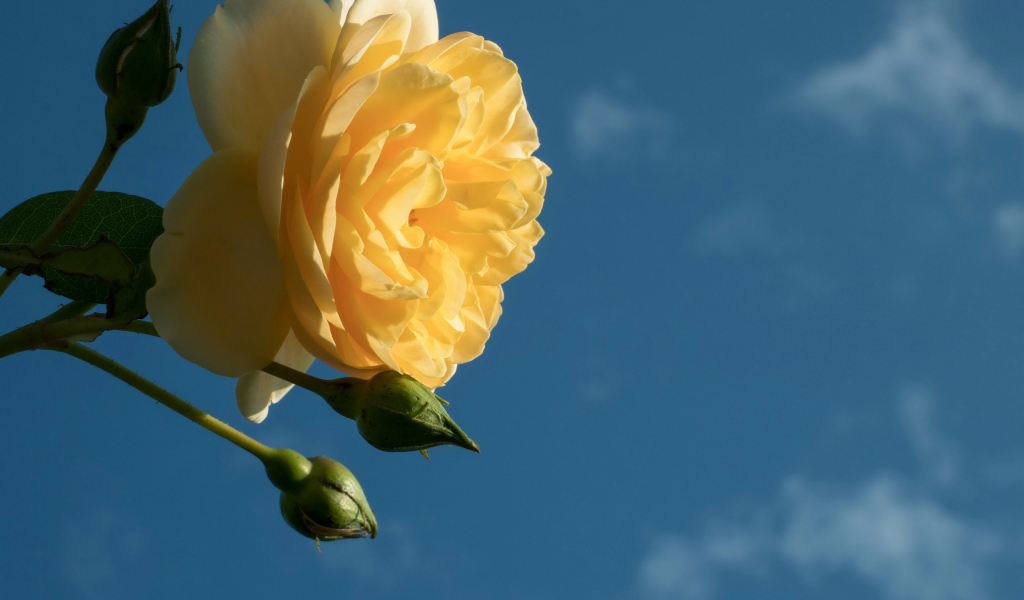 Красивый желтый цветок розы с бутонами на фоне голубого неба 