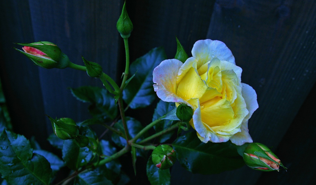 Красивая желтая роза с бутонами у забора 