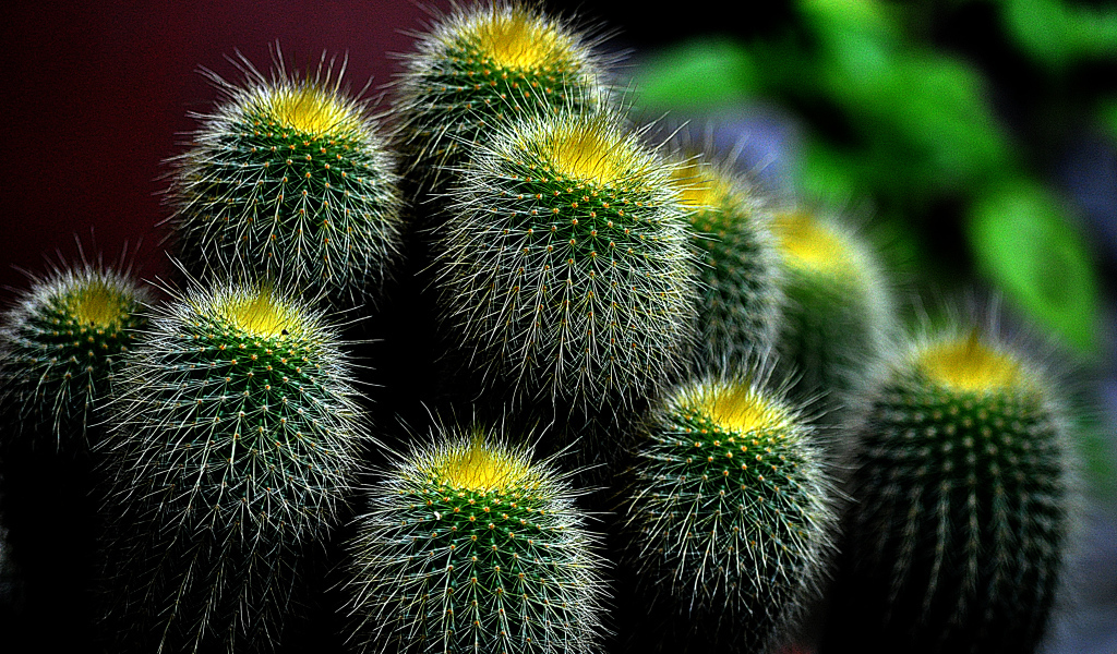 Большой зеленый колючий кактус 