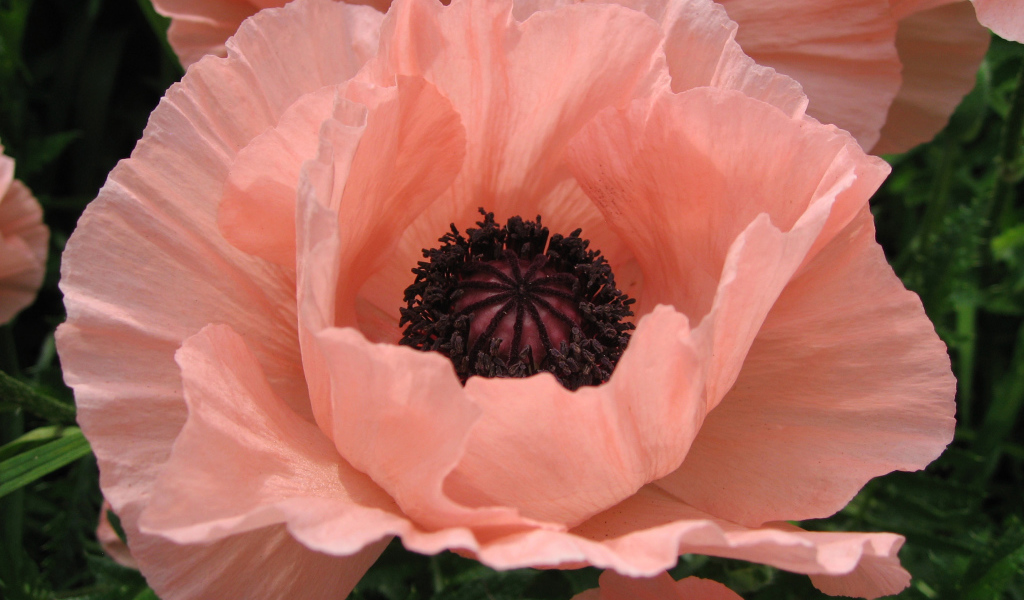 Большой розовый цветок мака крупным планом 