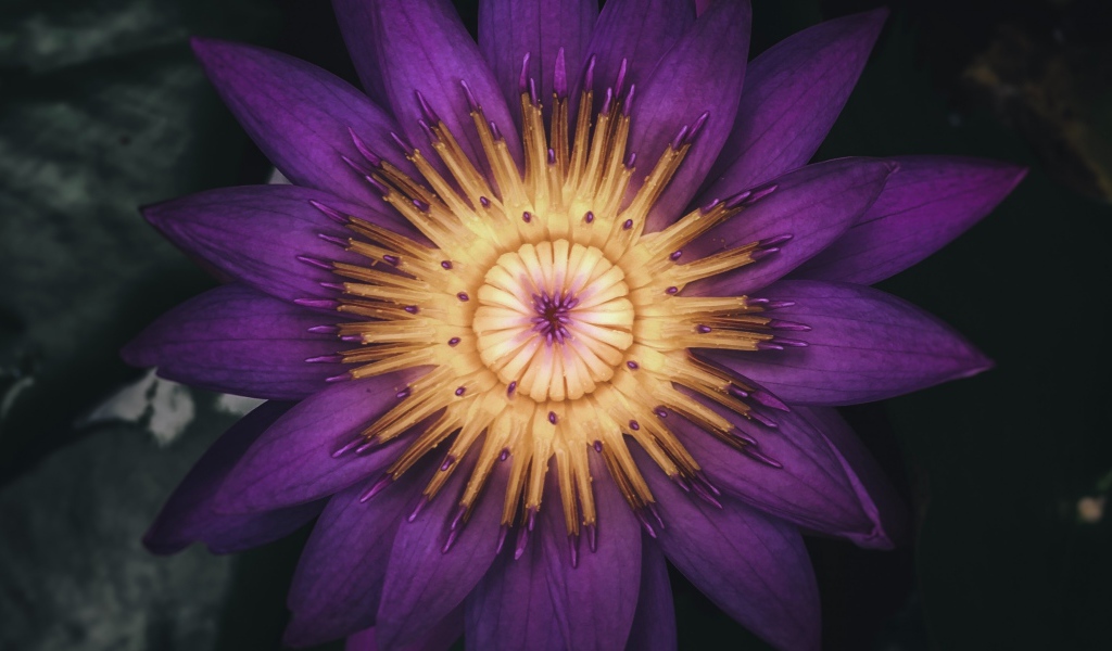 Распустившийся цветок фиолетового лотоса