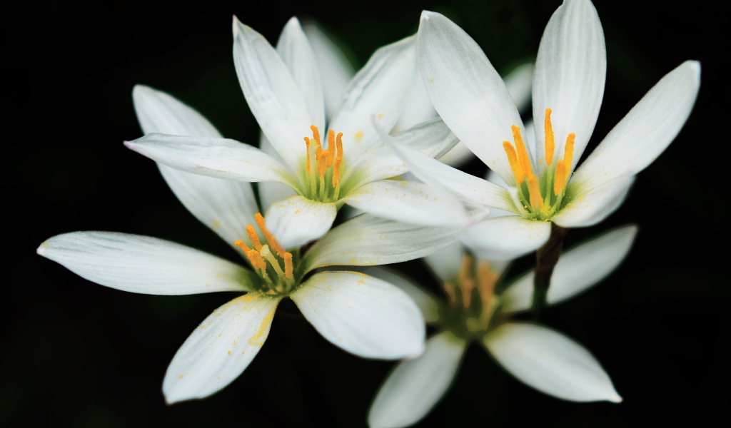 Распустившиеся белые цветы с желтой серединкой на черном фоне