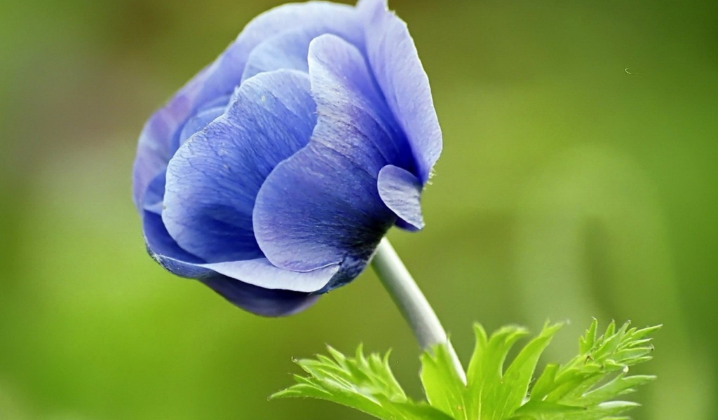 Синий цветок анемона на зеленом фоне