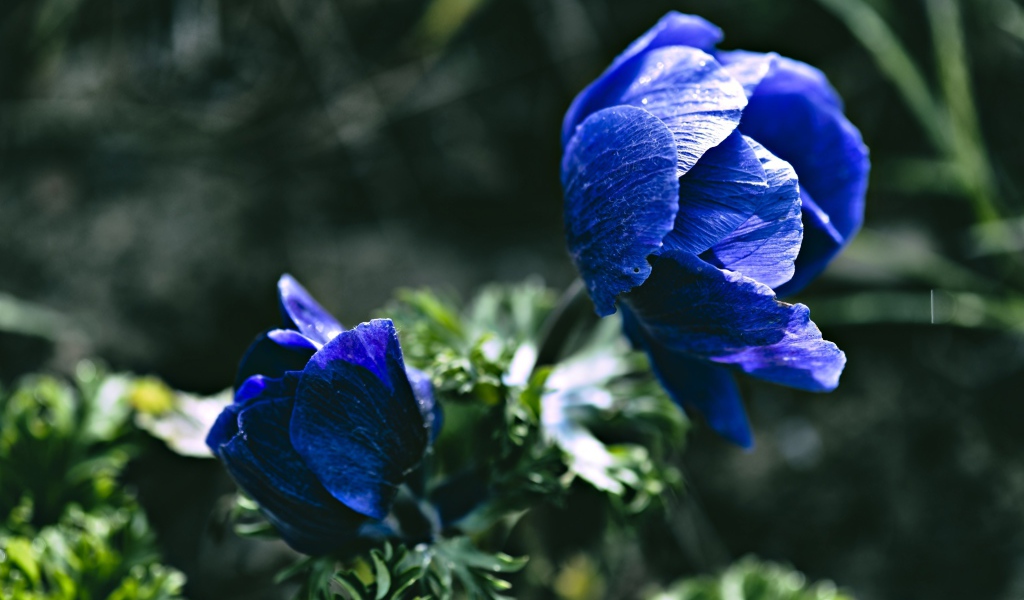 Синие цветы анемоны крупным планом