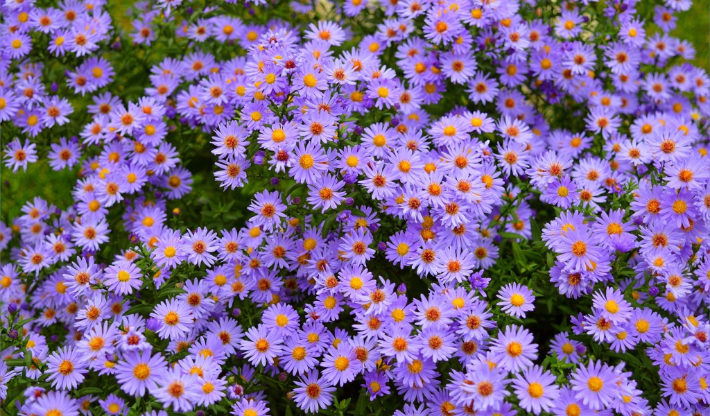 Голубые осенние цветы сентябринка