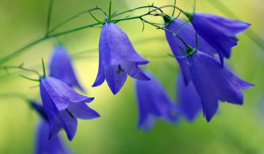 Синие красивые цветы колокольчики