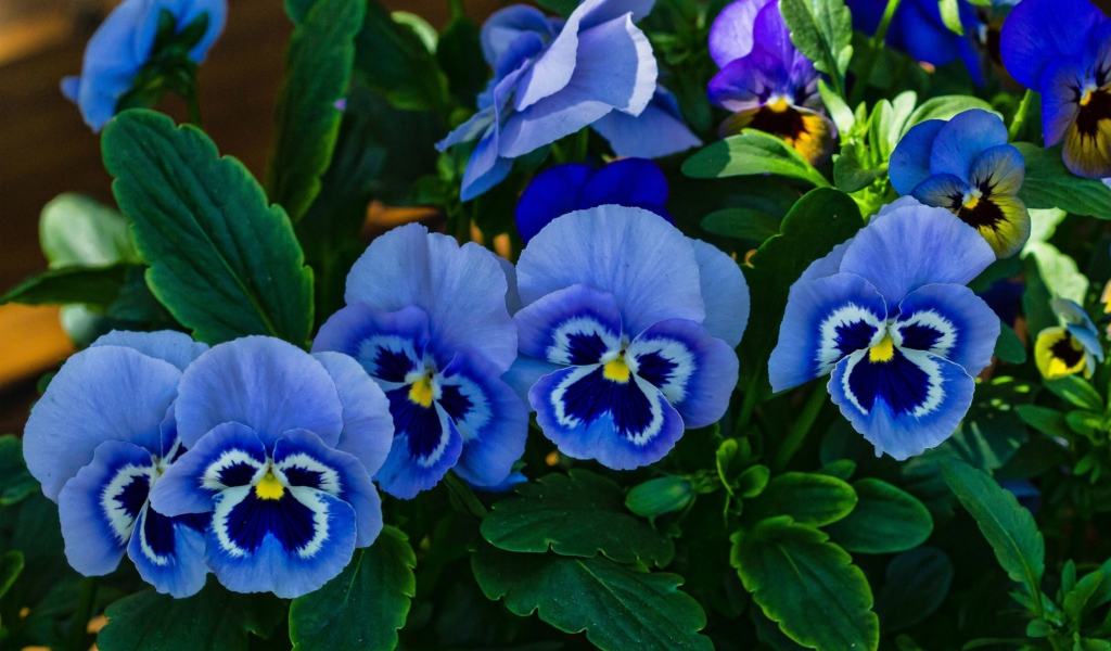 Голубые красивые цветы анютины глазки