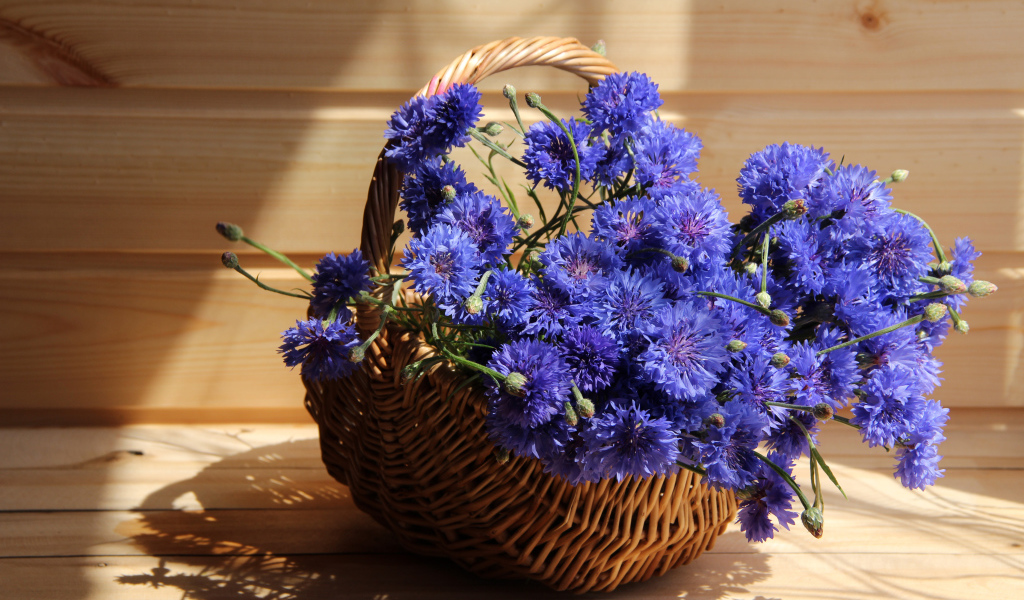 Голубые васильки в корзине в лучах солнца