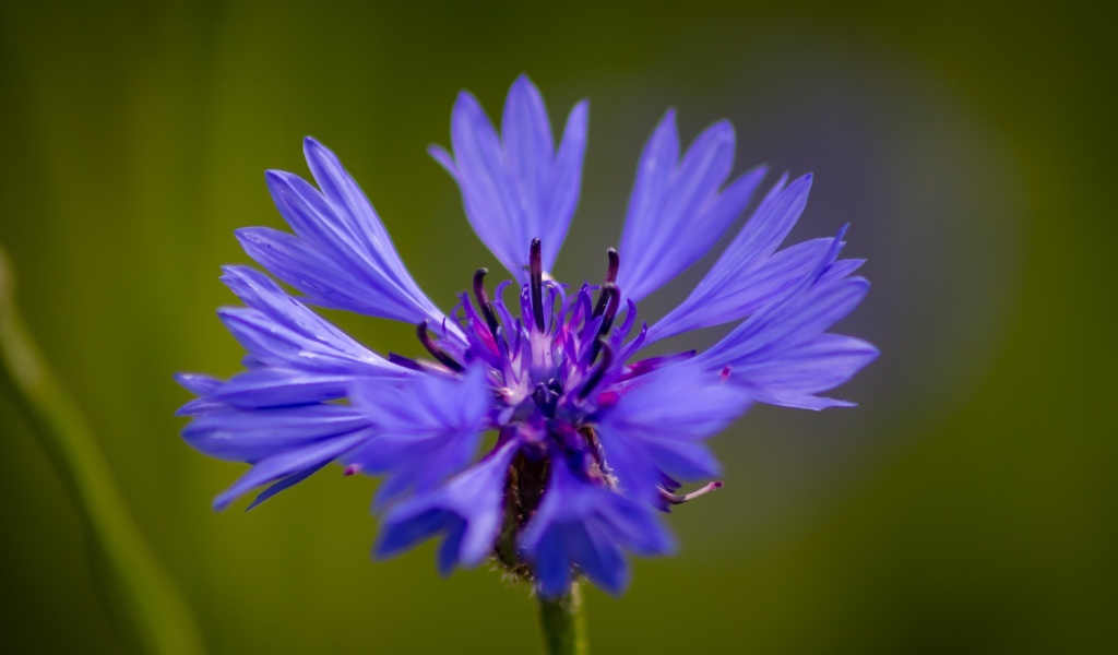 Голубой цветок василька крупным планом